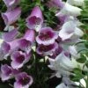 'Giant Shirley' Foxglove -Flowers Sales Store 446 1205 popup