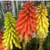 'Flamenco' Red Hot Poker -Flowers Sales Store 458 1289 popup sw