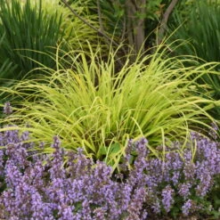 Prairie Winds® 'Lemon Squeeze' Fountain Grass 8 Prairie Winds® 'Lemon Squeeze' Fountain Grass -Flowers Sales Store 497Pennisetumalopecuroides LemonSqueeze 2