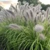 Prairie Winds® 'Lemon Squeeze' Fountain Grass -Flowers Sales Store 497Pennisetumalopecuroides LemonSqueeze 3