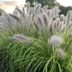 Prairie Winds® 'Lemon Squeeze' Fountain Grass