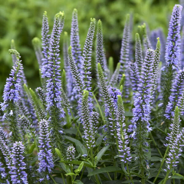 Magic Show® 'Ever After' Spike Speedwell 3 Magic Show® 'Ever After' Spike Speedwell