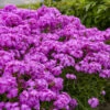 'Opening Act Ultrapink' Hybrid Phlox -Flowers Sales Store 4adfcf30022043e4d0c4d532b1c000c1