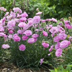 Fruit Punch® 'Sweetie Pie' Dianthus -Flowers Sales Store 4c286a16d7dc6b236cd3f82900869979