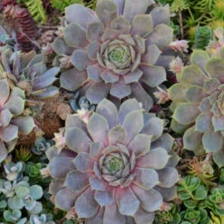 'Pacific Blue Ice' Hens & Chicks -Flowers Sales Store 4ecaf58ab75eaf9d2900c48e643c69ae
