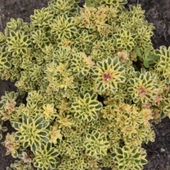 'Atlantis' Stonecrop -Flowers Sales Store 5056f02e9a561759672bee380943a21a