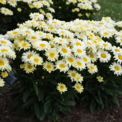Amazing Daisies® 'Banana Cream II' Shasta Daisy -Flowers Sales Store 509Leucanthemumsuperbum BananaCreamII 1