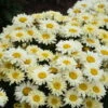 Amazing Daisies® 'Banana Cream II' Shasta Daisy -Flowers Sales Store 509Leucanthemumsuperbum BananaCreamII 2