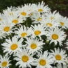 Amazing Daisies® 'Spun Silk' Shasta Daisy -Flowers Sales Store 510Leucanthemumsuperbum SpunSilk 1