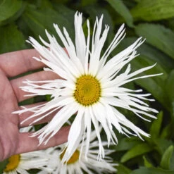 Amazing Daisies® 'Spun Silk' Shasta Daisy 8 Amazing Daisies® 'Spun Silk' Shasta Daisy -Flowers Sales Store 510Leucanthemumsuperbum SpunSilk 2