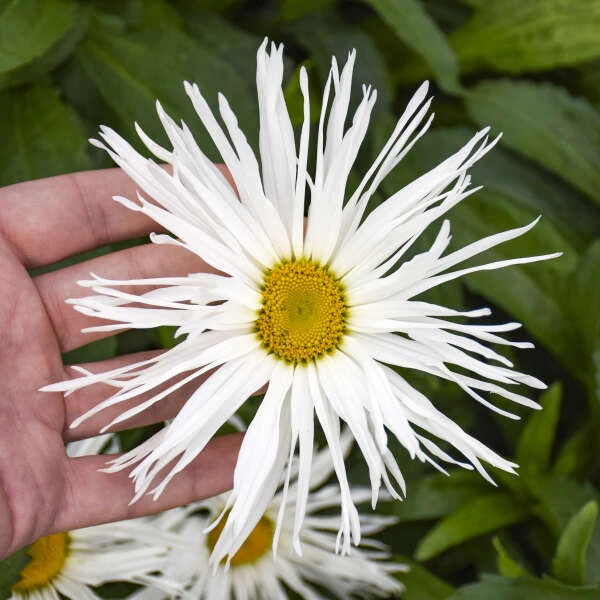 Amazing Daisies® 'Spun Silk' Shasta Daisy 4 Amazing Daisies® 'Spun Silk' Shasta Daisy - Image 2