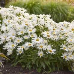 Amazing Daisies® 'Spun Silk' Shasta Daisy 9 Amazing Daisies® 'Spun Silk' Shasta Daisy -Flowers Sales Store 510Leucanthemumsuperbum SpunSilk 3