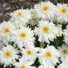 Amazing Daisies® 'Marshmallow' Shasta Daisy -Flowers Sales Store 511Leucanthemumsuperbum Marshmallow 1