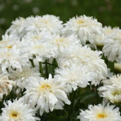 Amazing Daisies® 'Marshmallow' Shasta Daisy -Flowers Sales Store 511Leucanthemumsuperbum Marshmallow 3