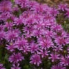 'Leading Lady Amethyst' Bee Balm -Flowers Sales Store 512Monarda LeadingLadyAmethyst 1