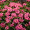 'Leading Lady Pink' Bee Balm 1 'Leading Lady Pink' Bee Balm -Flowers Sales Store 513Monarda LeadingLadyPink 1