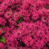 'Leading Lady Razzberry' Bee Balm -Flowers Sales Store 514Monarda LeadingLadyRazzberry 1