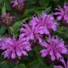 'Pardon My Lavender II' Bee Balm -Flowers Sales Store 515Monardadidyma PardonMyLavenderII 1