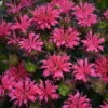 'Pardon My Rose' Bee Balm -Flowers Sales Store 516Monardadidyma PardonMyRose 1