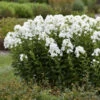 Luminary™ 'Backlight' Tall Garden Phlox -Flowers Sales Store 518Phloxpaniculata Backlight 1