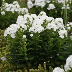 Luminary™ 'Backlight' Tall Garden Phlox -Flowers Sales Store 518Phloxpaniculata Backlight 3
