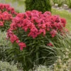 Luminary™ 'Sunset Coral' Tall Garden Phlox 2 Luminary™ 'Sunset Coral' Tall Garden Phlox -Flowers Sales Store 519Phloxpaniculata SunsetCoral 1