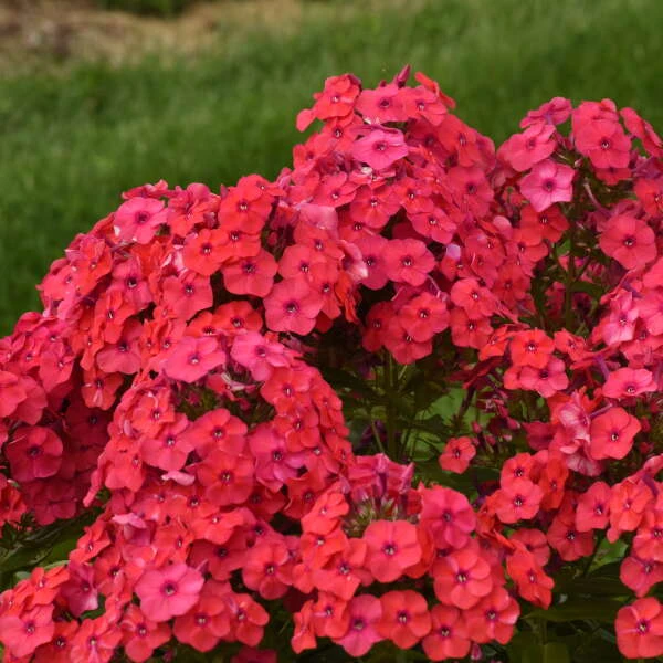 Luminary™ 'Sunset Coral' Tall Garden Phlox 4 Luminary™ 'Sunset Coral' Tall Garden Phlox - Image 2