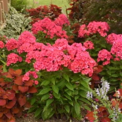 Luminary™ 'Sunset Coral' Tall Garden Phlox 9 Luminary™ 'Sunset Coral' Tall Garden Phlox -Flowers Sales Store 519Phloxpaniculata SunsetCoral 3