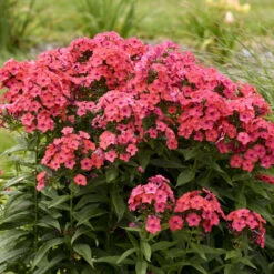 Luminary™ 'Sunset Coral' Tall Garden Phlox 10 Luminary™ 'Sunset Coral' Tall Garden Phlox -Flowers Sales Store 519Phloxpaniculata SunsetCoral 4