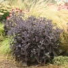 Rock 'N Grow® 'Back In Black' Stonecrop