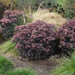 Rock 'N Grow® 'Back In Black' Stonecrop -Flowers Sales Store 520Sedum BackinBlack 3