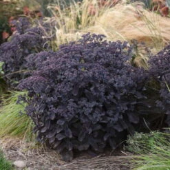 Rock 'N Grow® 'Back In Black' Stonecrop -Flowers Sales Store 520Sedum BackinBlack 4