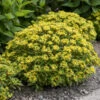 Rock 'N Round® 'Bright Idea' Stonecrop -Flowers Sales Store 521Sedum BrightIdea 1