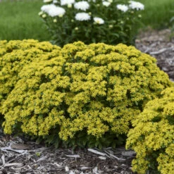 Rock 'N Round® 'Bright Idea' Stonecrop -Flowers Sales Store 521Sedum BrightIdea 3