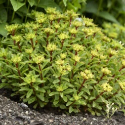 Rock 'N Round® 'Bright Idea' Stonecrop -Flowers Sales Store 521Sedum BrightIdea 4