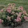 Rock 'N Grow® 'Coraljade' Stonecrop -Flowers Sales Store 522Sedum Coraljade 1