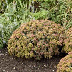 Rock 'N Grow® 'Coraljade' Stonecrop 10 Rock 'N Grow® 'Coraljade' Stonecrop -Flowers Sales Store 522Sedum Coraljade 4