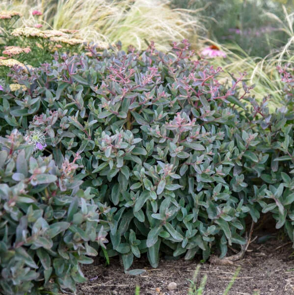 Rock 'N Grow® 'Tiramisu' Stonecrop 3 Rock 'N Grow® 'Tiramisu' Stonecrop