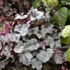 Dolce® 'Silver Gumdrop' Coral Bells -Flowers Sales Store 525 1969 popup sw