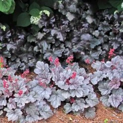 Dolce® 'Silver Gumdrop' Coral Bells -Flowers Sales Store 525 1972 popup sw