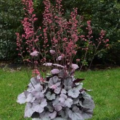 Dolce® 'Silver Gumdrop' Coral Bells -Flowers Sales Store 525 1974 popup sw