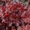Forever® Red Coral Bells -Flowers Sales Store 527 1988 popup