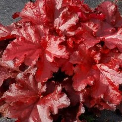 Forever® Red Coral Bells -Flowers Sales Store 527 1990 popup sw