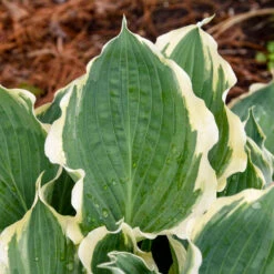 Shadowland® 'Hope Springs Eternal' Hosta -Flowers Sales Store 529Hosta HopeSpringsEternal 4