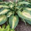 Shadowland® 'Love Story' Hosta 2 Shadowland® 'Love Story' Hosta -Flowers Sales Store 52ad05361f3541199a76ec17c9a6bc7f