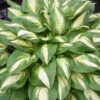 Shadowland® 'Miss America' Hosta -Flowers Sales Store 530Hosta MissAmerica 1