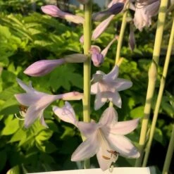 Shadowland® 'Miss America' Hosta -Flowers Sales Store 530Hosta MissAmerica 3