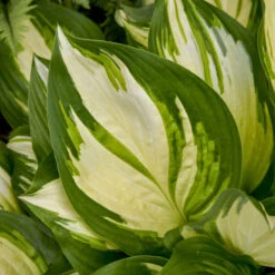 Shadowland® 'Miss America' Hosta -Flowers Sales Store 530Hosta MissAmerica 4
