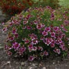 Sizzle & Spice® 'Zesty Zinger' Tickseed -Flowers Sales Store 531Coreopsisverticillata ZestyZinger 1