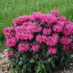 Sugar Buzz® 'Berry Taffy' Bee Balm -Flowers Sales Store 542Monarda BerryTaffy 3